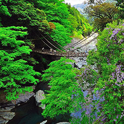 祖谷のかずら橋